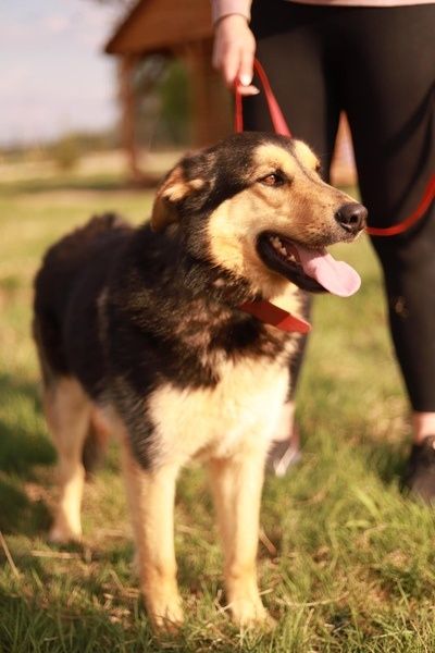 Pies pełen radości do życia, chętny do zabaw szuka domu