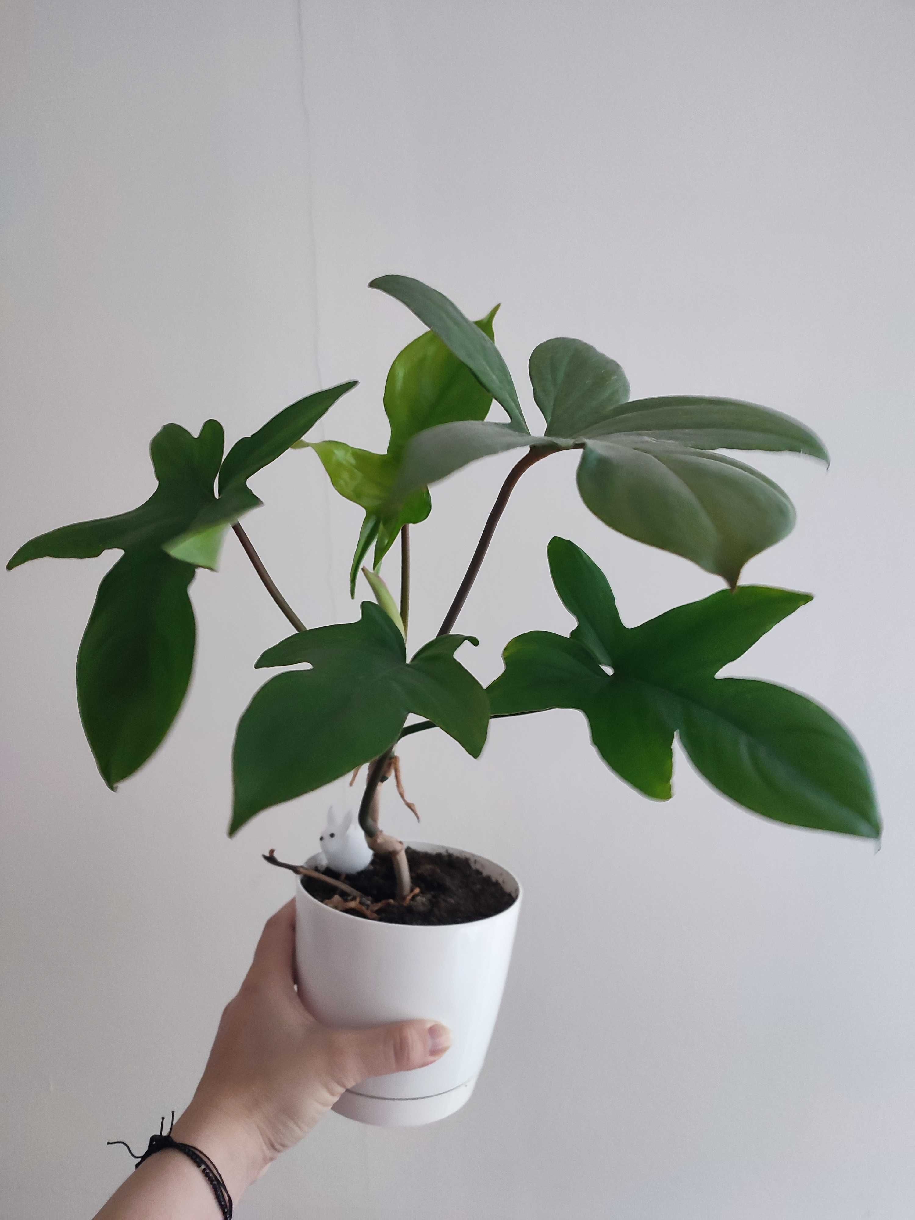 philodendron ghost