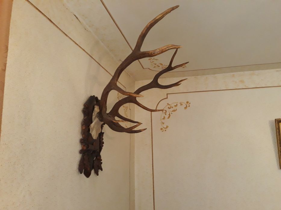 Роги оленя натуральні