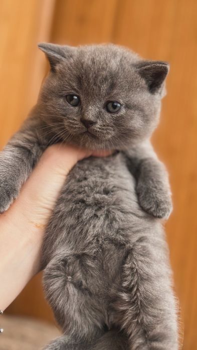 Британські прямовухі кошенята