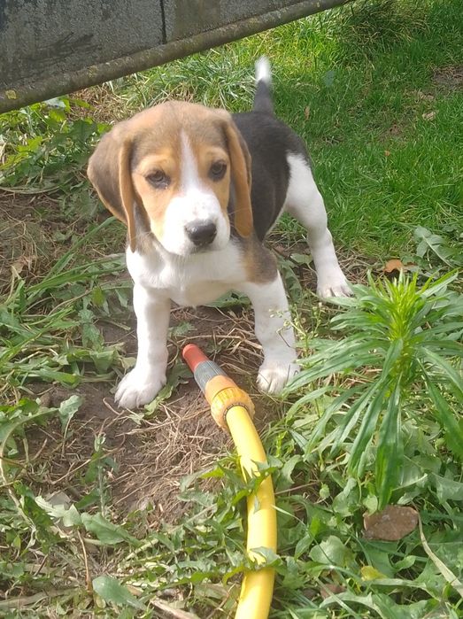 Piękny piesek Beagle