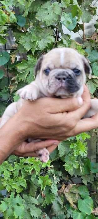 Французький бульдог