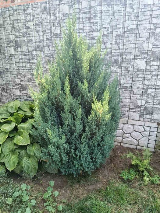 Туї смарагд, Ауреа Нана,колумна,шаровидні , ялівці горизонтальні,