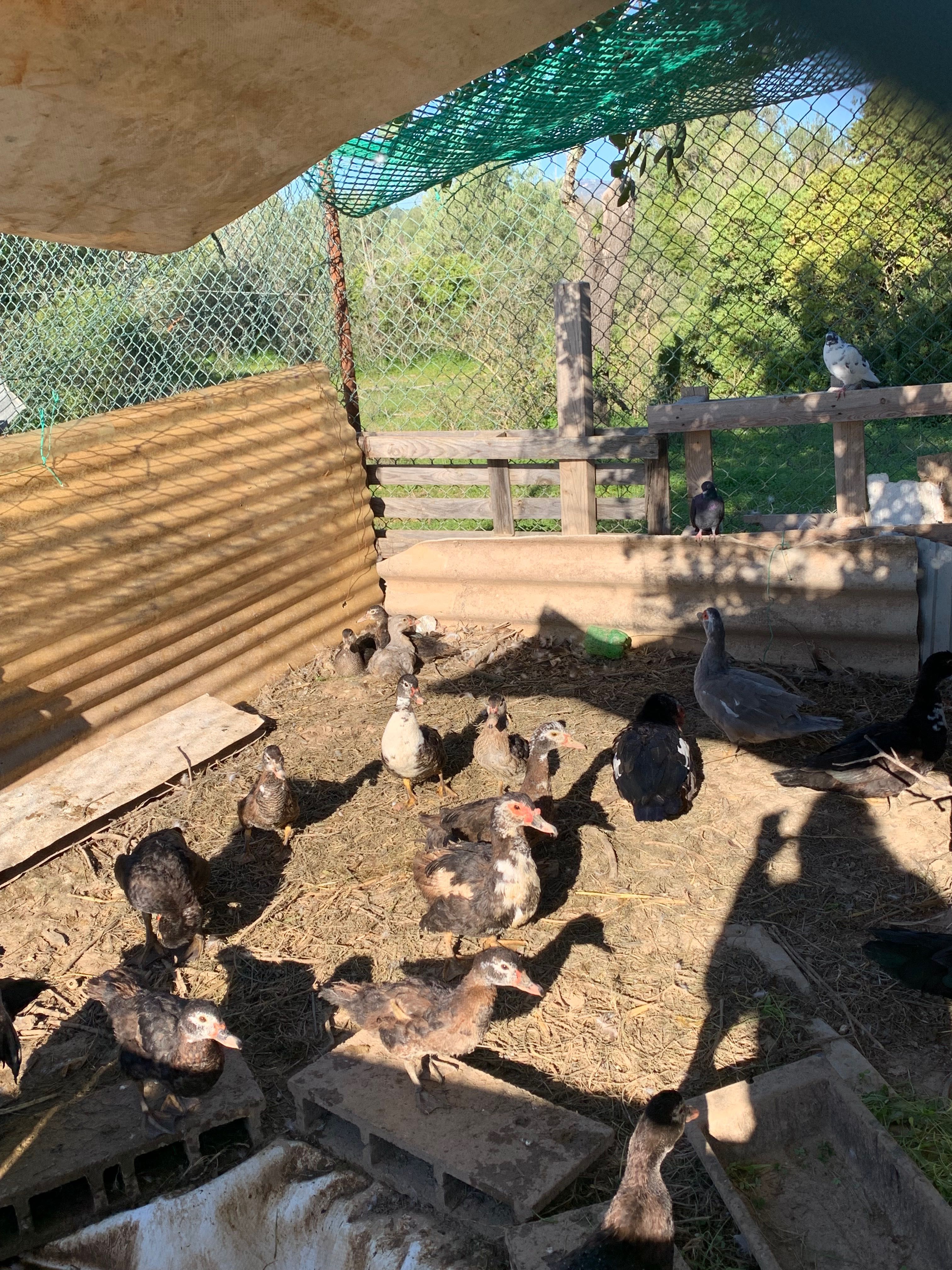 Patos mudos vários tamanhos
