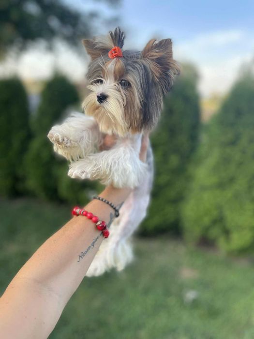 Bluberry yorkshire terrier miniaturka biewer 1 ,20 kg paszport