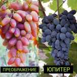Саженцы винограда Юлиан 80,Преображение,Тимур,Велес,Флора, Аркадия