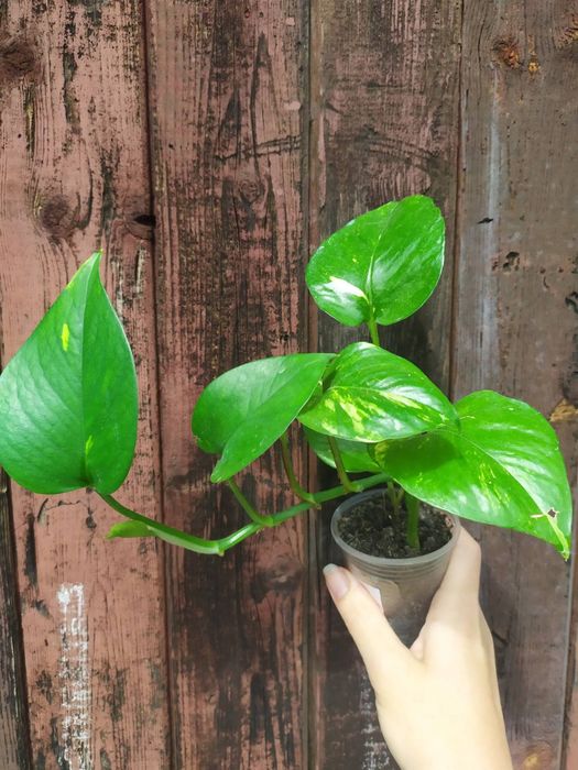 Заміокулькас Зензі, звичайний