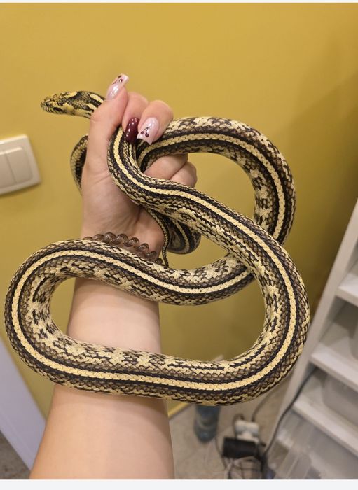 Waz zbożowy hybryda samiec