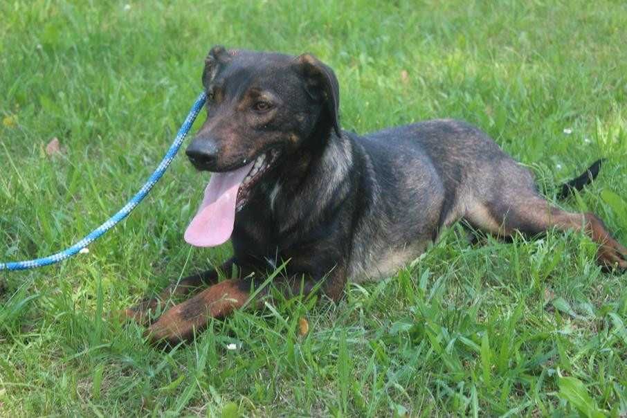 583095 Lobo do adopcji