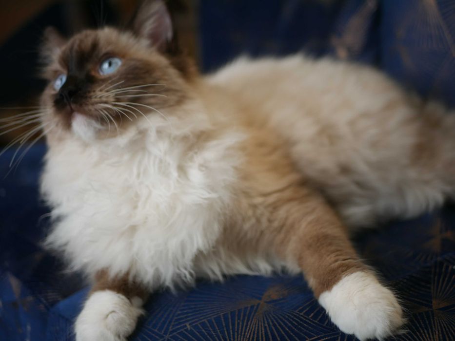 Ragdoll kocur hodowano wystawowy ,FPL,FIFE