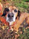 Vigo w typie gończego do adopcji!