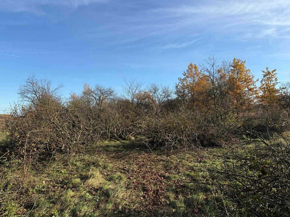 Oddam gałęzie z drzew owocowych.