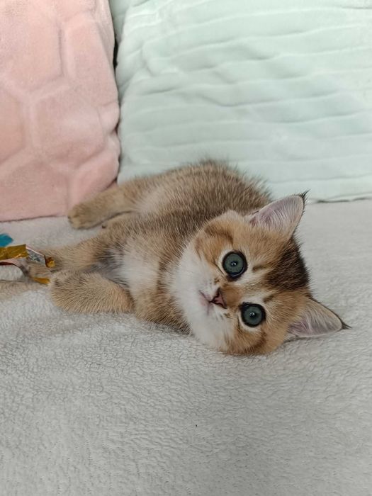 FPL Złote kocięta z hodowli Bell Parma*PL złote misie dla ciebie kotek