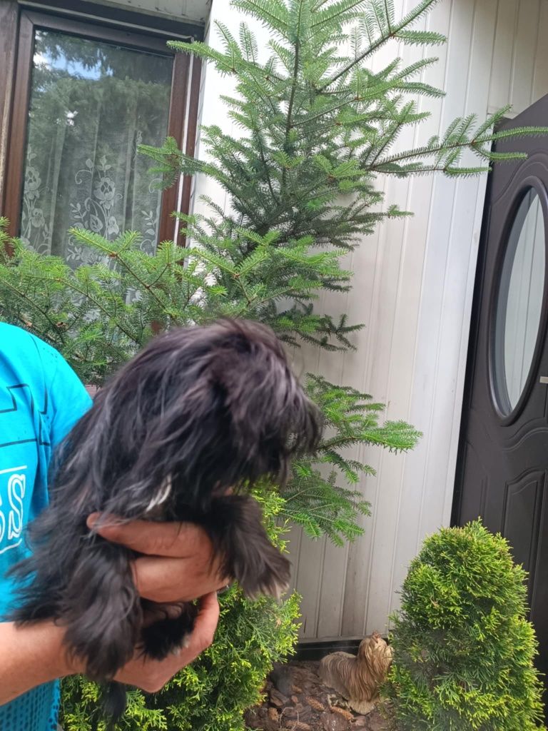 Yorkshire terrier sunia Black 6 miesięcy rodowód