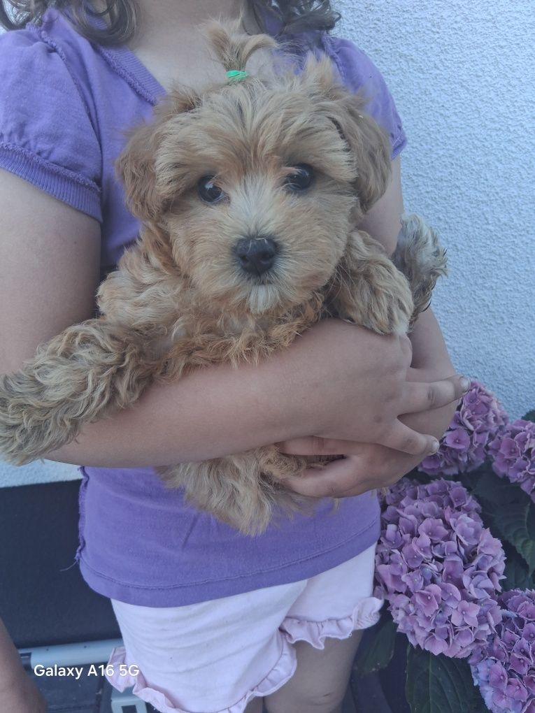 Maltipoo Sunia do odbioru!