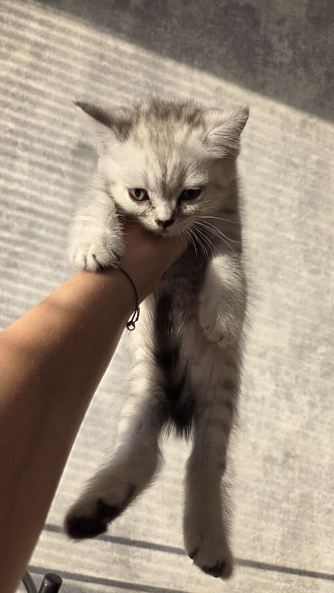Шотландські прямовухі кошенята