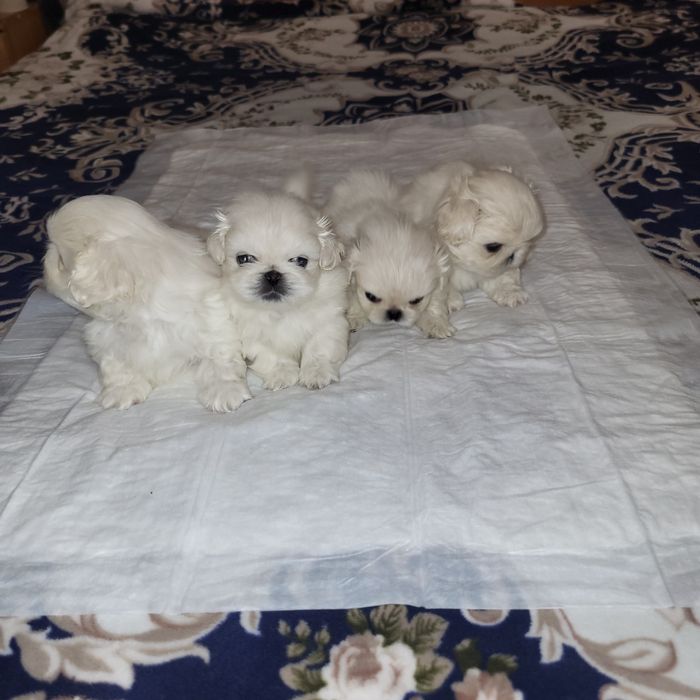 Цуценята пекінес