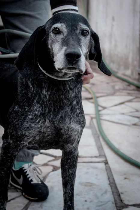 Lua sénior para adopção