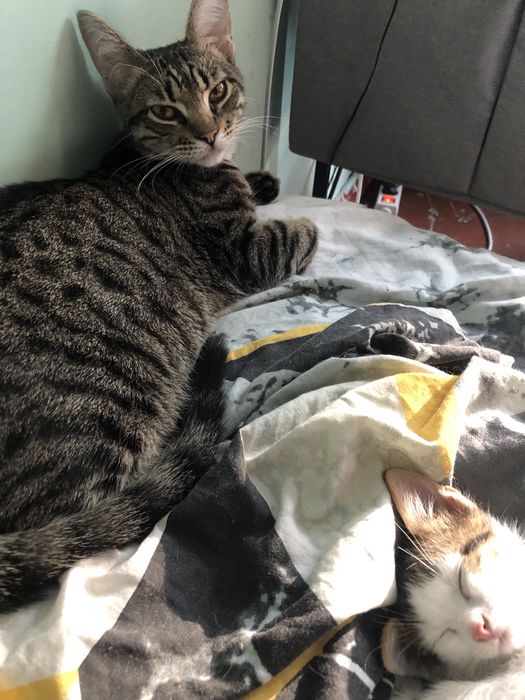 Котик в добрые руки