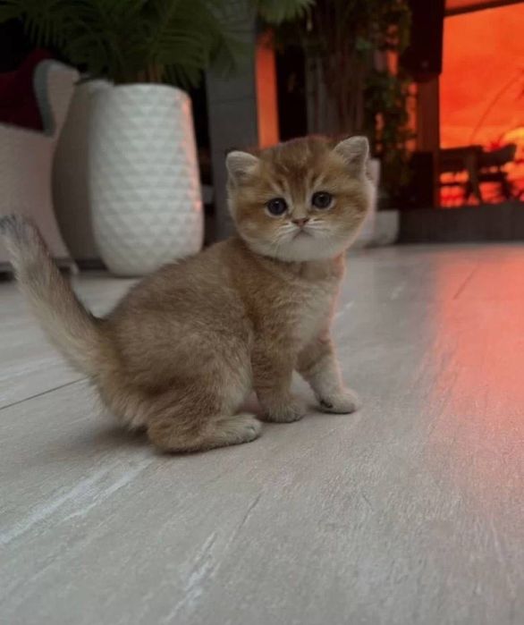 Золота шиншила продаж