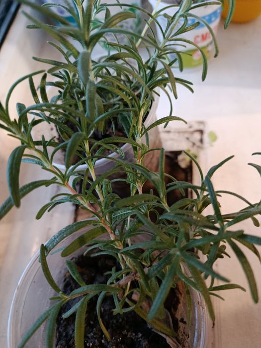 Розмарин якісні саджанці за три шт 100гривень