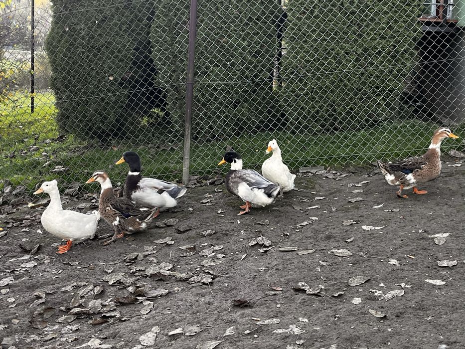 Kaczki i kaczory staropolskie