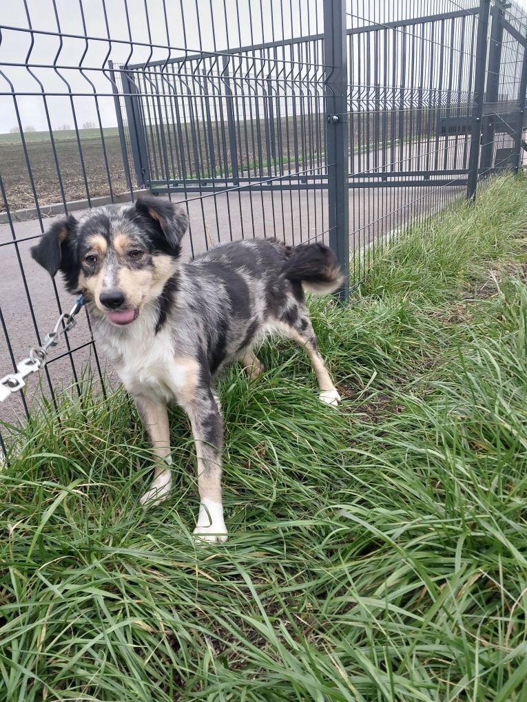 Oddam za darmo ze schroniska suczke po sterylizacji.