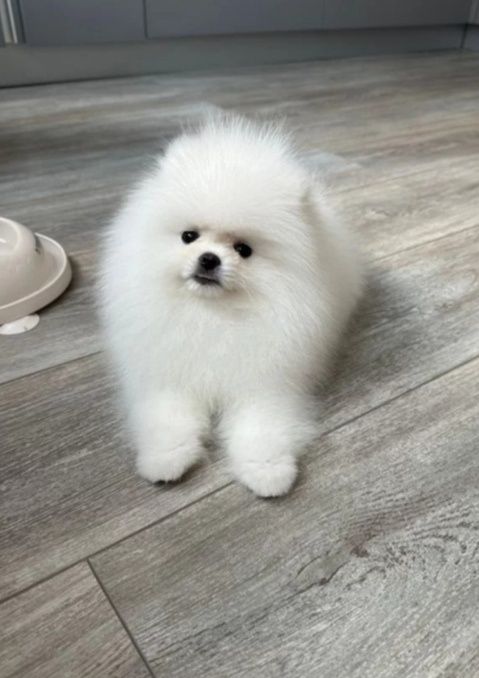 Красавчики шпицы померанцы