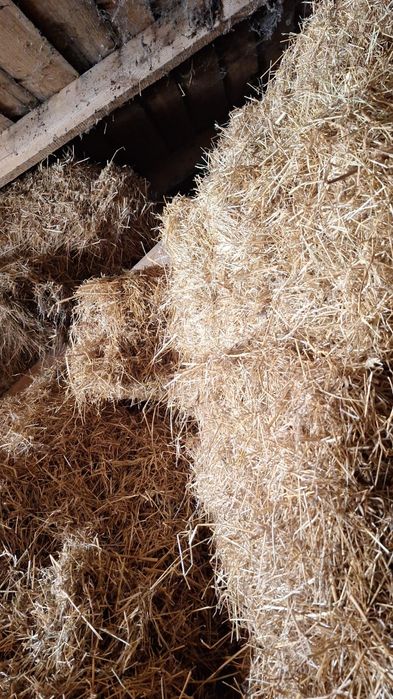 Oddam siano i słomę tylko całość