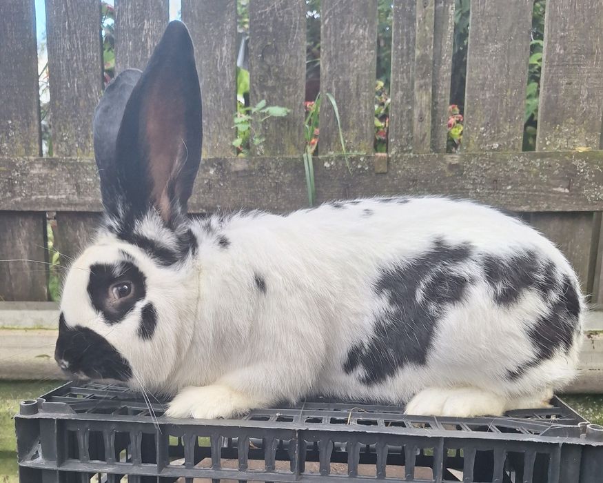 Sprzedam Młody samiec