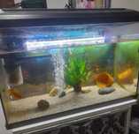 Vendo aquario 60cms