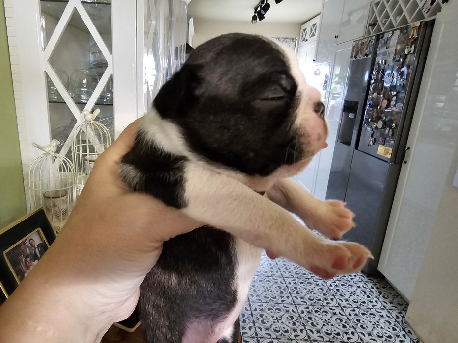 Boston terrier suczka Fci pregowana rezerwacja na grudzień