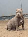 American bully piesek pocket lilac