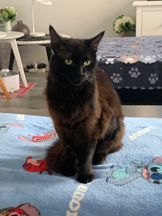 Gata para adoção responsável