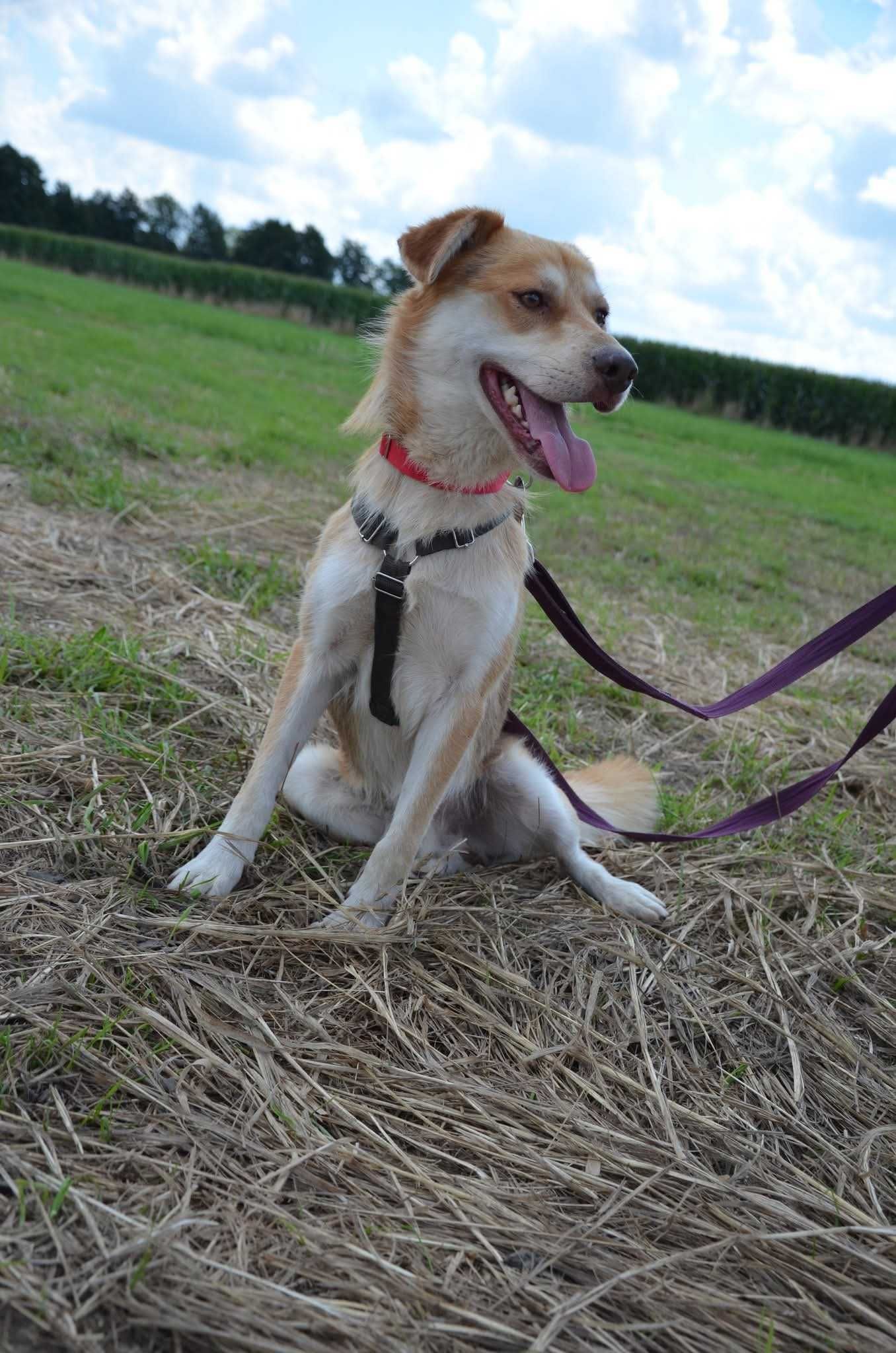 Biszkopt - uroczy psiak prosi o dom ADOPCJA