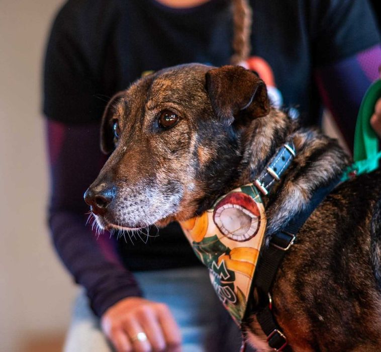 Boluś -cudny charakter, spokojny, stabilny, proludzki ADOPCJA