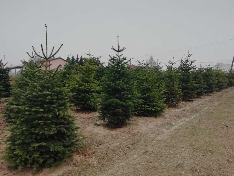 Choinki Choinka  Świerk Jodła Kaukaska OD 30 ZŁ