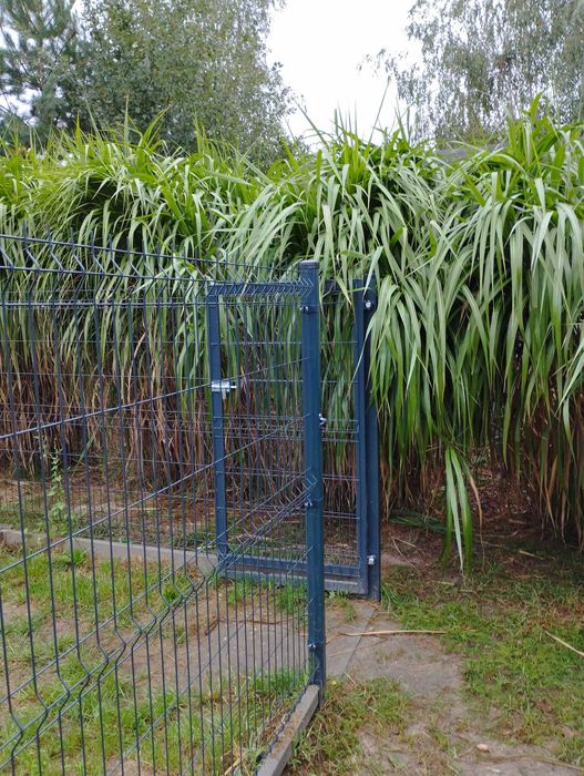 Miskant Olbrzymi Giganteus 3-4 m Karpa XXXL 50cm Sadzonka 5-letnia