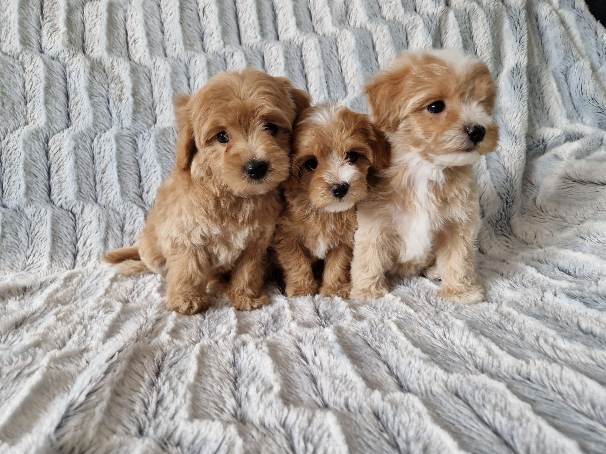 Maltipoo F1  ( mini ) suczka