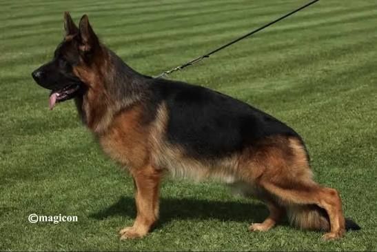 Owczarek niemiecki krótkowłosy fci