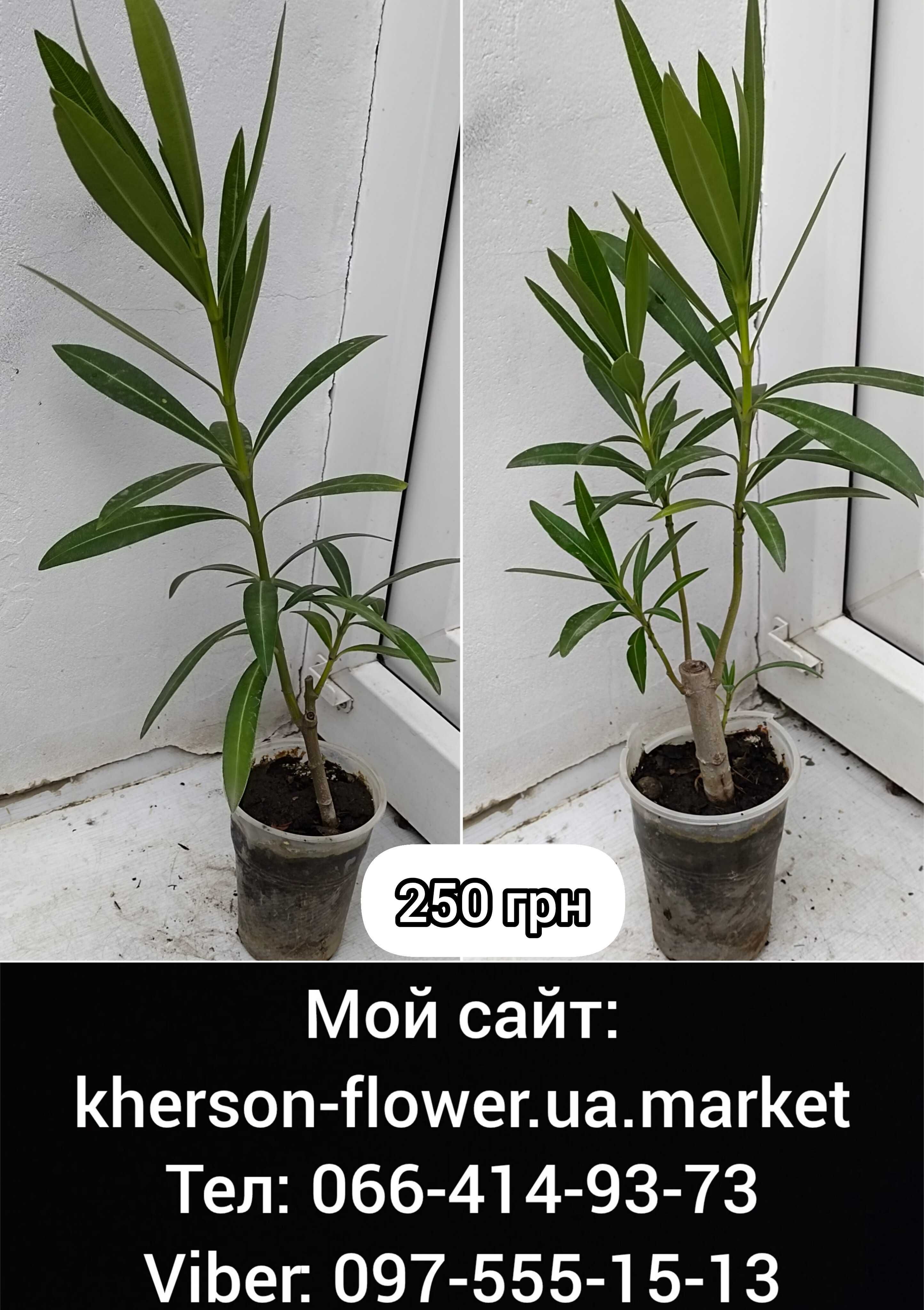 Олеандр сніжно-білий махровий рясноквітучий запашний
