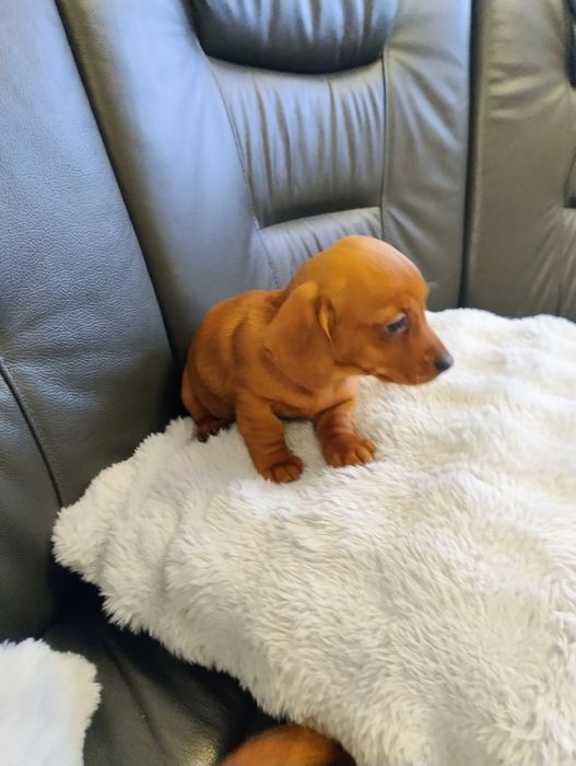 Śliczny Rudy jamniczek