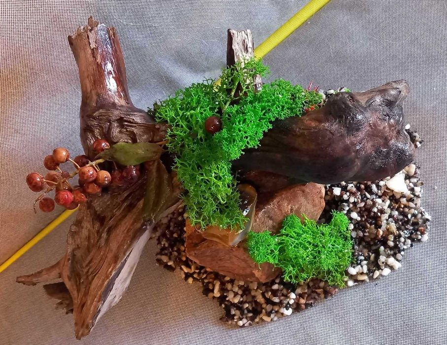 Ozdoba do akwarium – korzeń z mchem