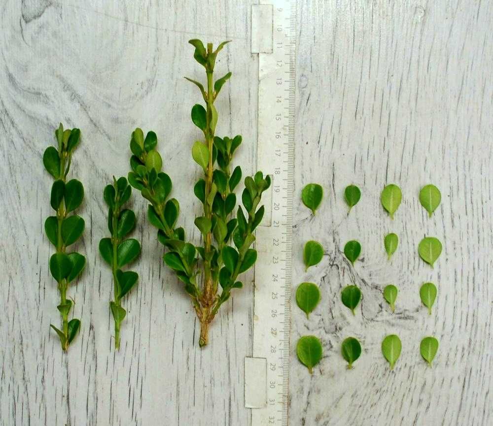 Bukszpan drobnolistny 'Trompenburg' Buxus 033