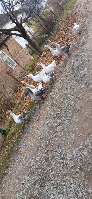 Гуси домашні, молодняк