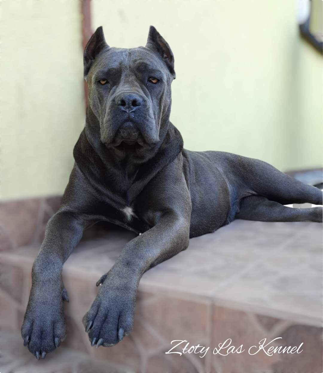 Cane corso Italiano piesek czarny