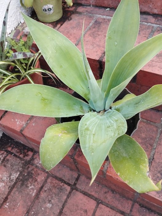 Agaves de vários tamanhos