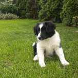 Border Collie sunia