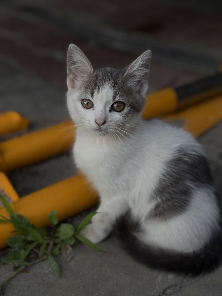 Кошенята в добрі руки
