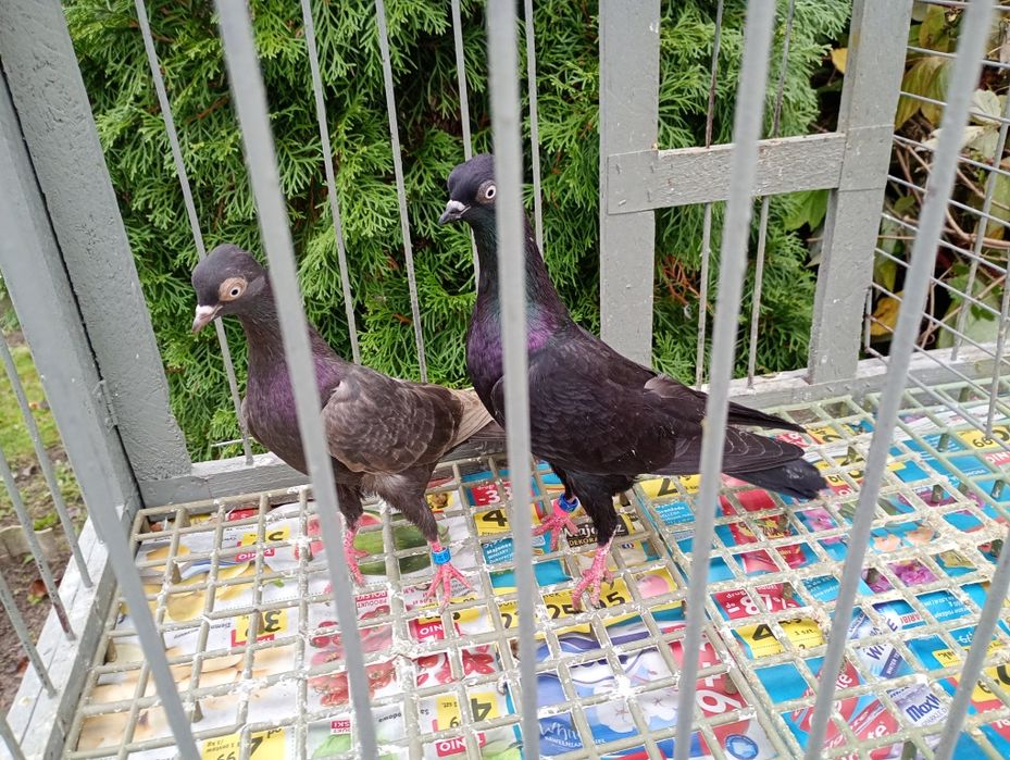 Wiedeńskie lotne i czajki wiedenskie